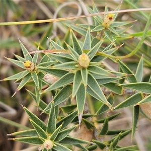 Melichrus urceolatus at Whitlam, ACT - 12 Nov 2024