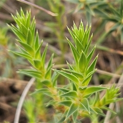 Melichrus urceolatus at Whitlam, ACT - 12 Nov 2024