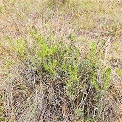 Melichrus urceolatus at Whitlam, ACT - 12 Nov 2024