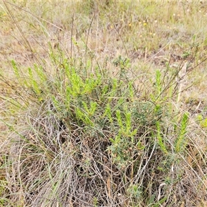 Melichrus urceolatus at Whitlam, ACT - 12 Nov 2024