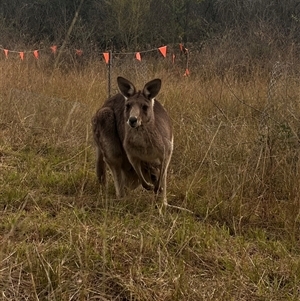 Macropus giganteus at Orangeville, NSW by BeckBrownlowHill