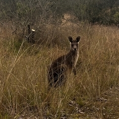 Macropus giganteus at Orangeville, NSW - 11 Jul 2024 02:59 PM