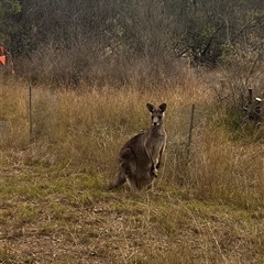 Macropus giganteus at Orangeville, NSW - 11 Jul 2024 02:59 PM