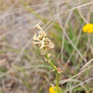 Stackhousia monogyna at Whitlam, ACT - 12 Nov 2024 08:13 AM