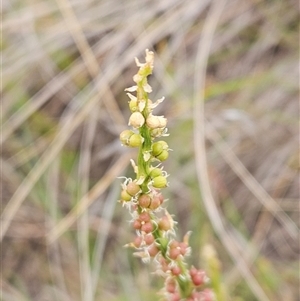 Stackhousia monogyna at Whitlam, ACT - 12 Nov 2024 08:13 AM