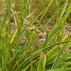 Iris sp. at Whitlam, ACT - 12 Nov 2024 by sangio7