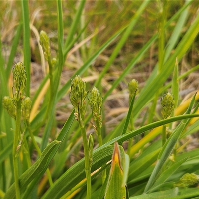 Iris sp. at Whitlam, ACT - 12 Nov 2024 by sangio7