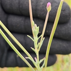 Epilobium billardiereanum (Willowherb) at Whitlam, ACT - 12 Nov 2024 by sangio7