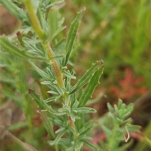 Epilobium billardiereanum at Whitlam, ACT - 12 Nov 2024 08:18 AM