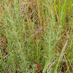 Epilobium billardiereanum at Whitlam, ACT - 12 Nov 2024 08:18 AM