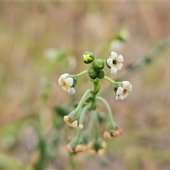 Hackelia suaveolens (Sweet Hounds Tongue) at Whitlam, ACT - 12 Nov 2024 by sangio7