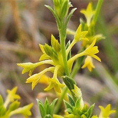 Pimelea curviflora var. sericea (Curved Riceflower) at Whitlam, ACT - 12 Nov 2024 by sangio7