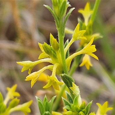 Pimelea curviflora var. sericea (Curved Riceflower) at Whitlam, ACT - 11 Nov 2024 by sangio7