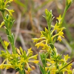 Pimelea curviflora var. sericea at Whitlam, ACT - 12 Nov 2024 08:27 AM