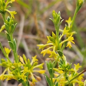 Pimelea curviflora var. sericea at Whitlam, ACT - 12 Nov 2024 08:27 AM