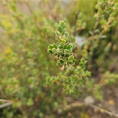 Brachyloma daphnoides at Whitlam, ACT - 12 Nov 2024