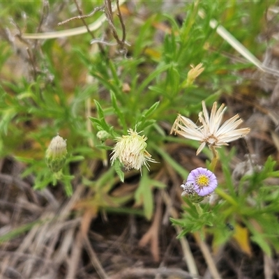 Vittadinia muelleri (Narrow-leafed New Holland Daisy) at Whitlam, ACT - 12 Nov 2024 by sangio7