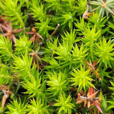 Acrotriche serrulata (Ground-berry) at Whitlam, ACT - 11 Nov 2024 by sangio7