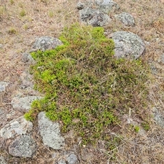 Acrotriche serrulata at Whitlam, ACT - 12 Nov 2024 08:44 AM