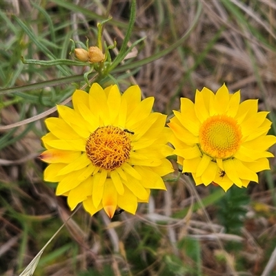 Xerochrysum viscosum (Sticky Everlasting) at Whitlam, ACT - 12 Nov 2024 by sangio7