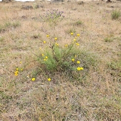 Xerochrysum viscosum at Whitlam, ACT - 12 Nov 2024 09:09 AM