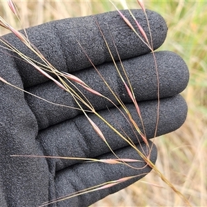 Austrostipa bigeniculata at Whitlam, ACT - 12 Nov 2024