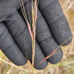 Austrostipa bigeniculata at Whitlam, ACT - 12 Nov 2024