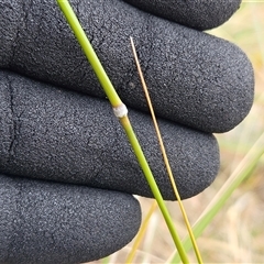 Austrostipa bigeniculata at Whitlam, ACT - 12 Nov 2024