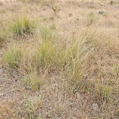 Austrostipa bigeniculata at Whitlam, ACT - 12 Nov 2024