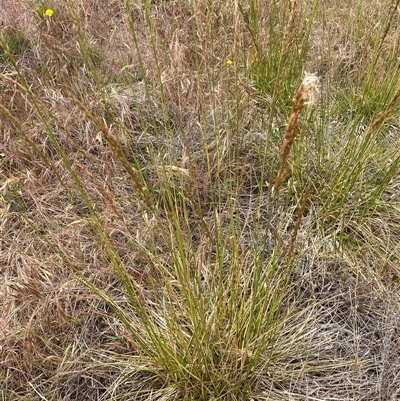 Lolium arundinaceum (Tall Fescue) at Garran, ACT - 13 Nov 2024 by ruthkerruish