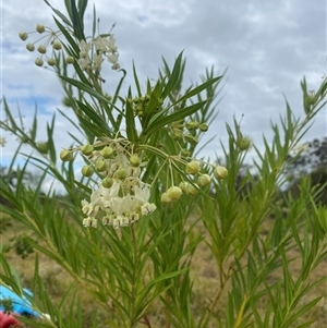 Gomphocarpus fruticosus (Narrow-leaved Cotton Bush) at Brownlow Hill, NSW by elisebird