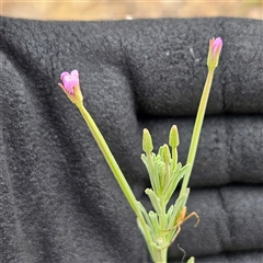 Epilobium billardiereanum (Willowherb) at Whitlam, ACT - 11 Nov 2024 by sangio7