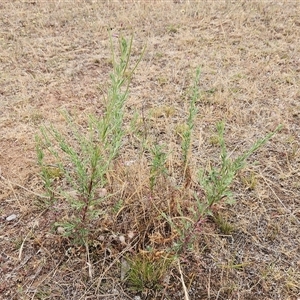 Epilobium billardiereanum at Whitlam, ACT - 12 Nov 2024