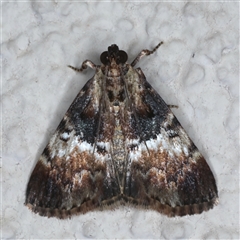 Orthaga thyrisalis (Teatree Web Moth) at Ainslie, ACT - 11 Nov 2024 by jb2602