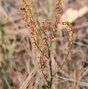 Rumex acetosella at Whitlam, ACT - 12 Nov 2024 09:33 AM