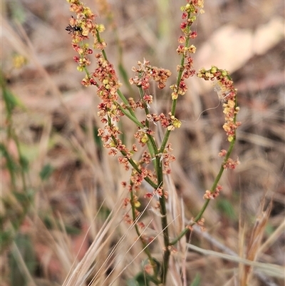 Rumex acetosella (Sheep Sorrel) at Whitlam, ACT - 11 Nov 2024 by sangio7