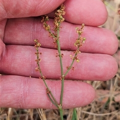 Rumex acetosella at Whitlam, ACT - 12 Nov 2024 09:33 AM