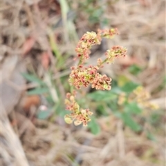 Rumex acetosella at Whitlam, ACT - 12 Nov 2024