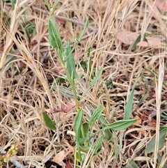 Rumex acetosella at Whitlam, ACT - 12 Nov 2024 09:33 AM