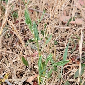 Rumex acetosella at Whitlam, ACT - 12 Nov 2024 09:33 AM