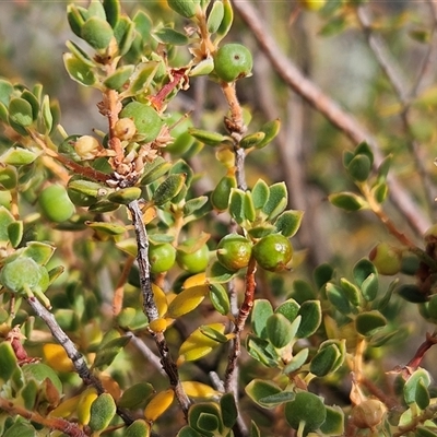 Brachyloma daphnoides (Daphne Heath) at Whitlam, ACT - 11 Nov 2024 by sangio7