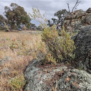 Brachyloma daphnoides at Whitlam, ACT - 12 Nov 2024