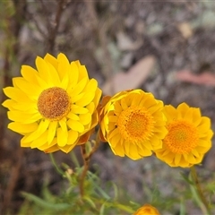 Xerochrysum viscosum (Sticky Everlasting) at Whitlam, ACT - 12 Nov 2024 by sangio7