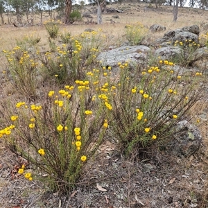 Xerochrysum viscosum at Whitlam, ACT - 12 Nov 2024 09:52 AM