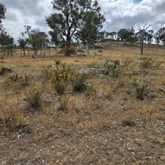 Xerochrysum viscosum at Whitlam, ACT - 12 Nov 2024