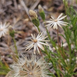 Vittadinia muelleri at Whitlam, ACT - 12 Nov 2024