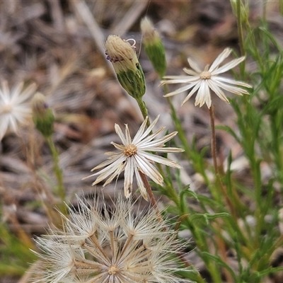 Vittadinia muelleri (Narrow-leafed New Holland Daisy) at Whitlam, ACT - 12 Nov 2024 by sangio7