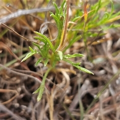 Vittadinia muelleri at Whitlam, ACT - 12 Nov 2024