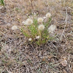 Vittadinia muelleri at Whitlam, ACT - 12 Nov 2024