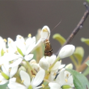 Nemophora (genus) at Conder, ACT - 7 Jan 2024 05:01 PM